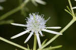 Rattlesnakemaster